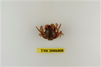 藏品(短指和尚蟹)的圖片